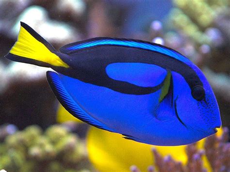 Blue Tang Marine Fish Aqua Culture Reef