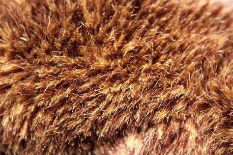 Fur Background 9 Free Stock Photo Public Domain Pictures