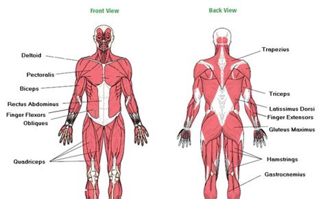 Muscles In The Body Diagram Muscles Interactive Worksheet Almost