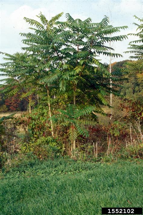 Tree Of Heaven Invasive Species Council Of British Columbia