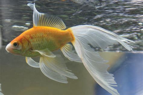 Gold Fish Mermaid Tail 51 By Scratzilla On Deviantart