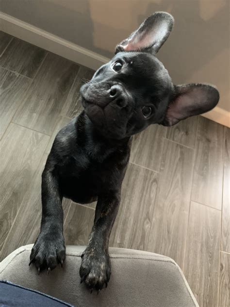 We are located in northeast oklahoma where the buffalo roam, the bluestem grass grows tall on the prairie and blue french bulldogs rule. French Bulldog Puppies For Sale | Oklahoma City, OK #320327