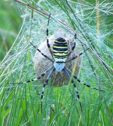 EntomologickÝ Ústav Mohou Se Pavouci Zamotat Do Vlastní Sítě
