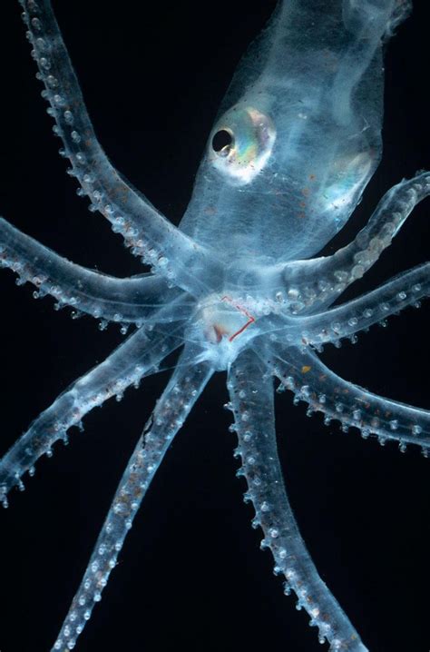 Beautiful Bioluminescent Creatures Light Up The Deep Ocean