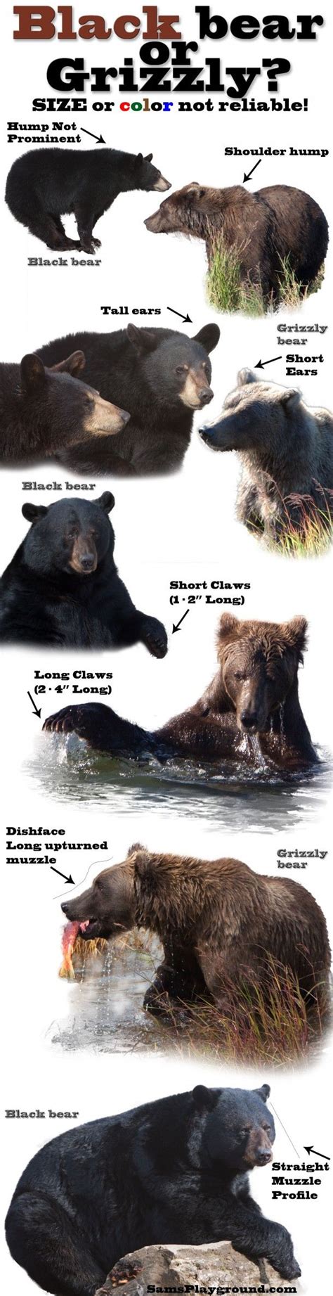 Difference Between Brown Bear And Grizzly Bear Wild