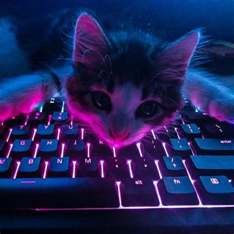 Gato Gamer Gamer Cat Cat Dark Cat Aesthetic