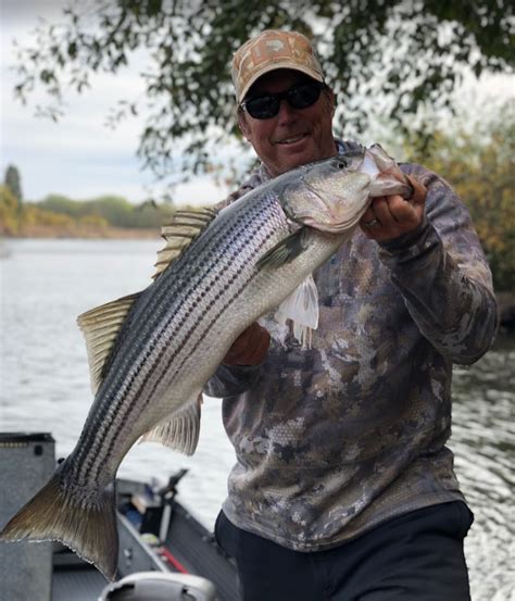 Sacramento River Striped Bass Fishing Trips Dave Jacobs Fishing Guide