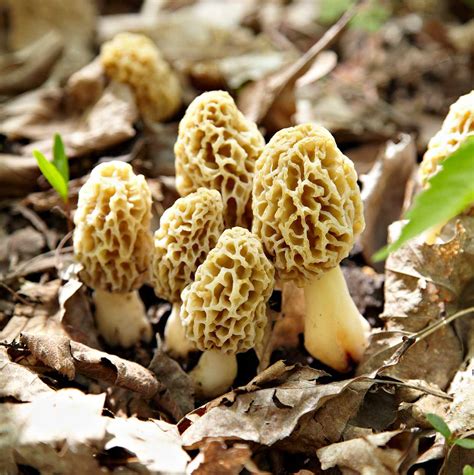 How To Improve Your Odds When Hunting Morel Mushrooms This Spring