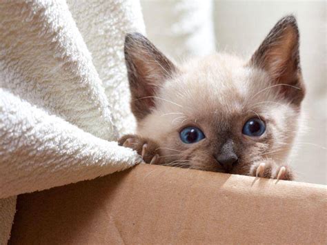 Bilder von Siamkatzenbabys: Bildschöne Katzen im Taschenformat