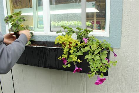 Step By Step Guide To Planting A Window Box