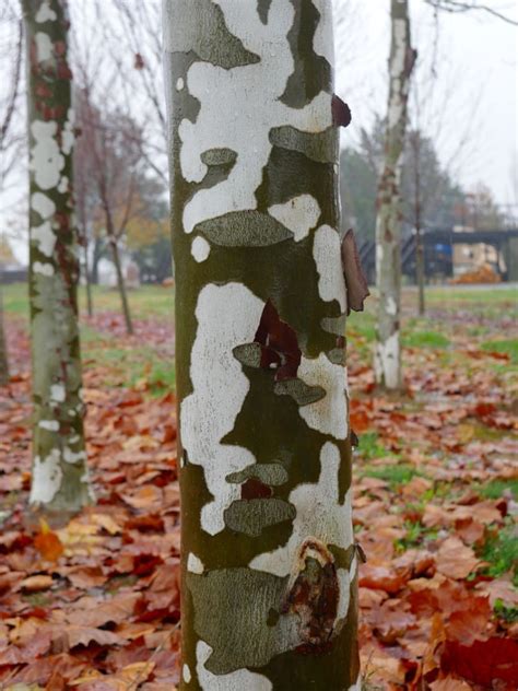 American Sycamore Tree Montgomery