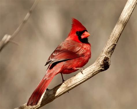 Northern Cardinal Facts Diet Habitat And Pictures On Animaliabio