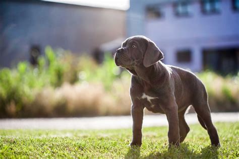 How much exercise do cane corso dogs require per day? Cane Corso Dog Breed » Everything About Cane Corsos