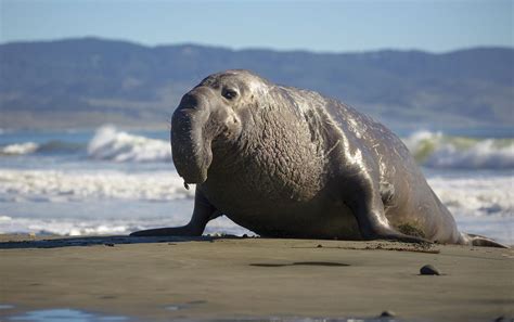 Elephant Seal Facts Genus Mirounga