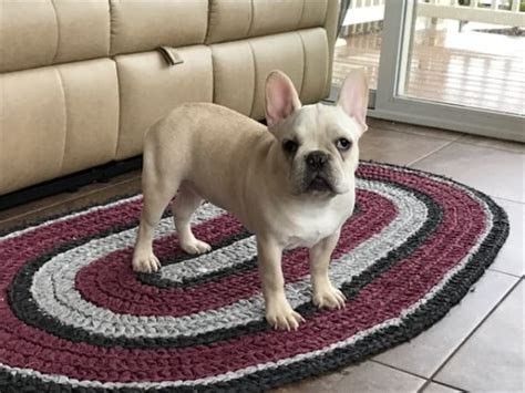 We couldn't find anything for american bulldog puppy for sale indiana. French Bulldog Puppies For Sale in Indiana & Chicago ...
