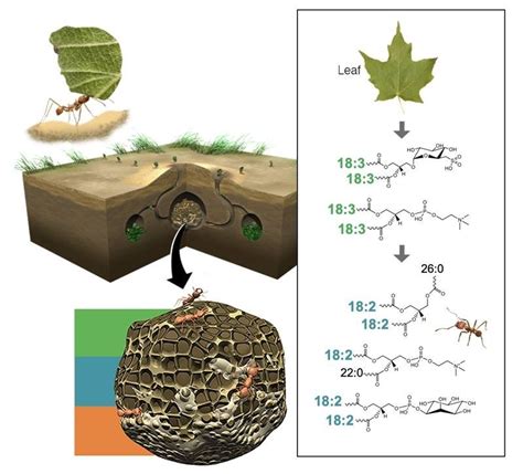 Molecular Connections From Plants To Fungi To Ants Great Lakes