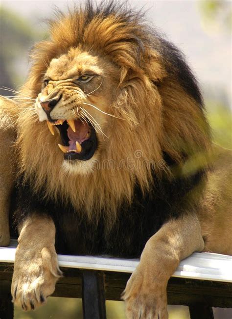 Angry Male Lion Pictures