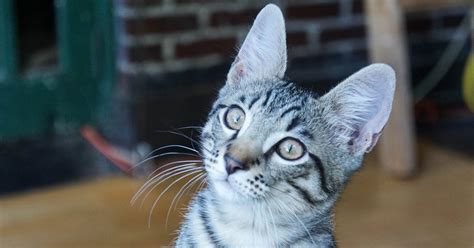 A few can be found in the corner. Rhymes with 'Cat' Quiz