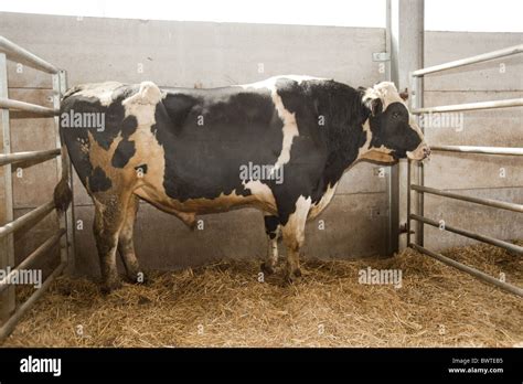 Holstein Bull Dairy Friesian Friesians Holstein Holsteins Cattle Cow