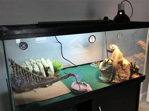 How To Build A 120 Gallon Bearded Dragon Tank Builders Villa