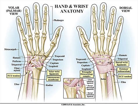Wrist Anatomy New York Ny Handsport Surgery Institute
