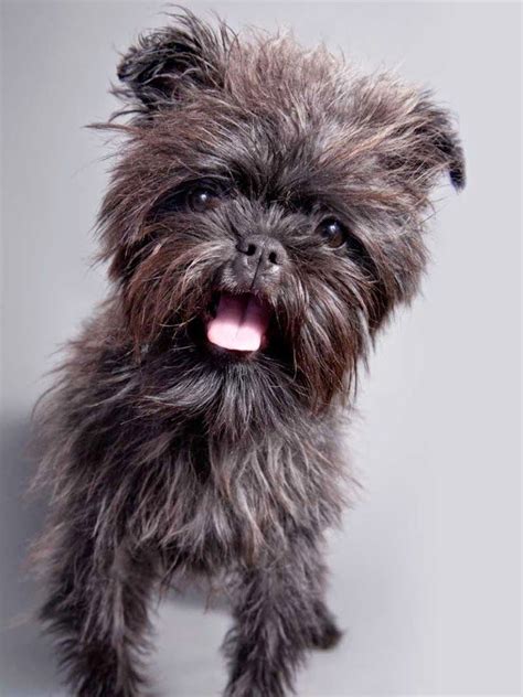 Top 10 Strangest Looking Dog Breeds All Breeds Of Dogs Small Dog