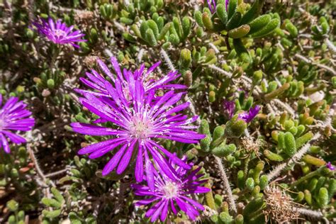 How To Plant And Grow Ice Plant Lampranthus Hunker Plants Ice