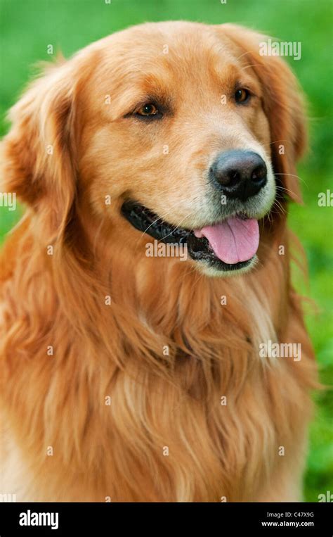 Adult Male Golden Retriever Showing Tongue Canis Lupus Familiaris