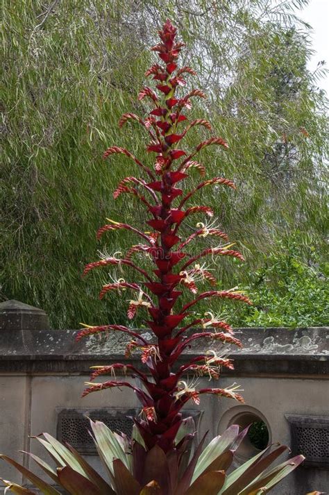 Alcantarea Imperialis `rubra` Bromeliad In Flower Stock Image Image