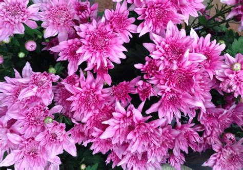 Chrysanthemum Common Name Florists Chrysanthemum 200mm Pot