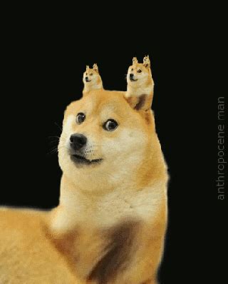 We did not find results for: Mlg Doge GIFs - Find & Share on GIPHY