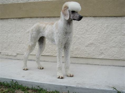 Poodles are smart, easy to house train, and they are great with kids! Leroy shaved face and ears! - Poodle Forum - Standard Poodle, Toy Poodle, Miniature Poodle Forum ...