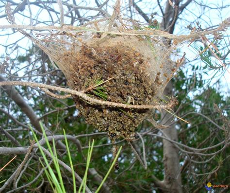 Les chenilles processionnaires ont peu de prédateurs. Photo : Nid de chenilles"la processionnaire" du pin.