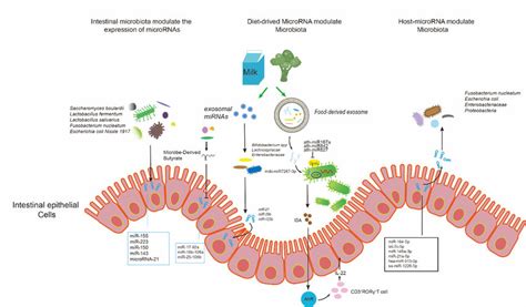Summary Of Microrna Microbiota Interaction In Gut Intestine And The