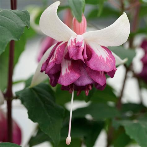 Fuchsia Giant Marbella Trailing Collection J Parker Dutch Bulbs