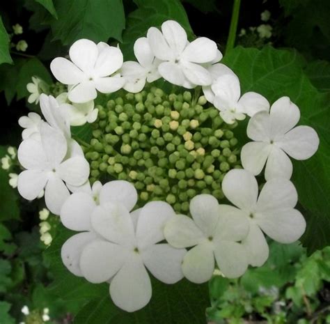 Single drooping roses are a symptom of lack of water and food. Guelder Rose flower-head © Jonathan Kington cc-by-sa/2.0 ...