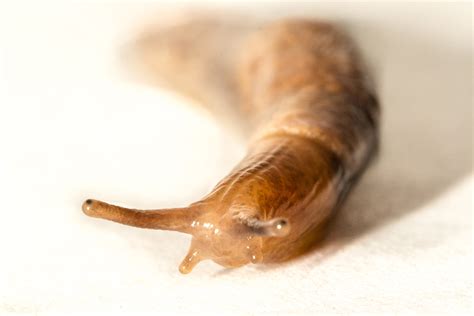 Identify A Slug Body Parts Rhs Campaign For School Gardening