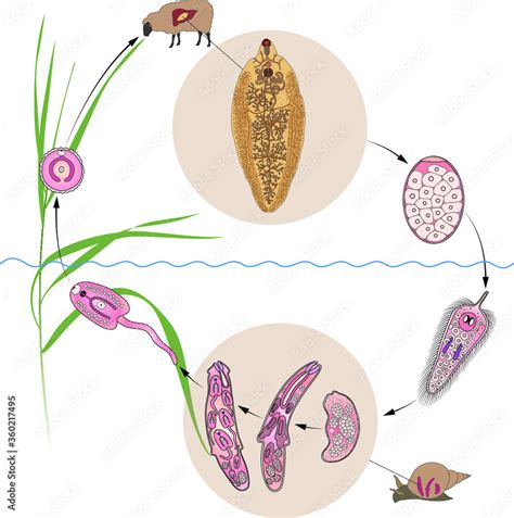 Larval Stages Of Fasciola Hepatica Life Cycle Of Fasciola Hepatica Sexiz Pix