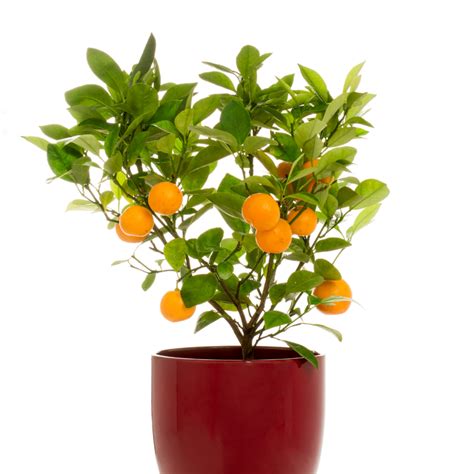 Citrus Calamondin Orange Tree ⌀ 12cm ↑ 30cm Cambridge Bee