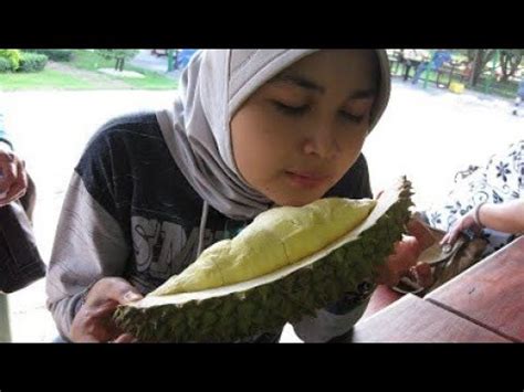 25 jenis durian paling popular di malaysia ini sangat menarik dan sedap rasanya bagi penggemar durian. Berburu Durian Sinapeul jenis perwira Yang Paling Enak Dan ...