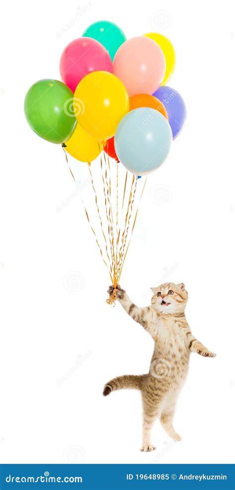 Kitten Or Cat With Colorful Balloons Isolated Royalty Free Stock Photo Image