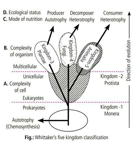 Whittaker S 5 Kingdom Classification Prokaryotes Concept Map Fungi