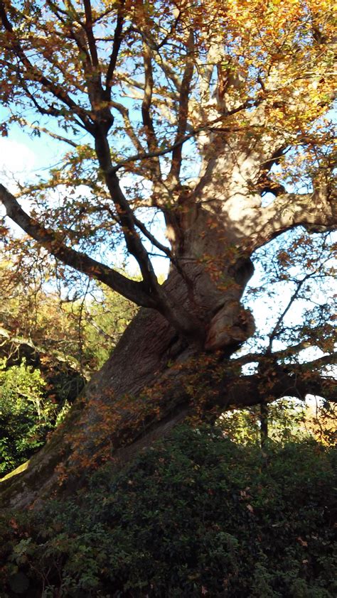 Beautiful 600 Year Old Oak Tree At The Vyne House Near Basingstoke