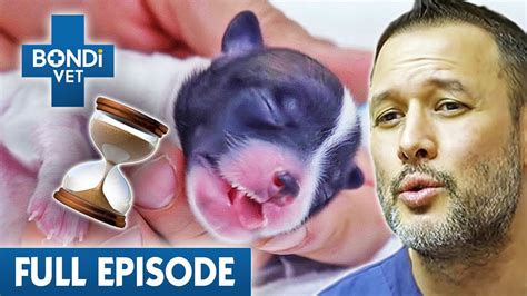 Giving Cpr To A Newborn Puppy For An Hour ⏰ Bondi Vet Coast To Coast
