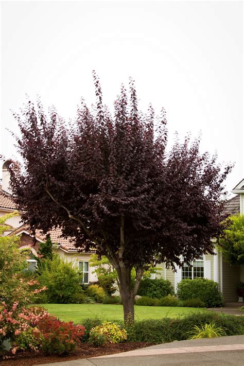 Purple Leaf Tree With Berries Aleida Kirkwood