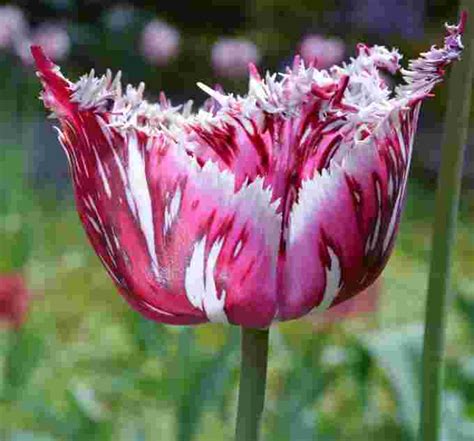 The Weather Network Photos Worlds Most Unusual Tulip Varieties