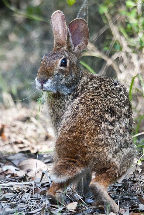Swamp Rabbit Fontainebleau State Park Swamp Rabbit Trail Flickr