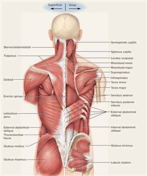 Many conditions and injuries can affect the back. What is the anatomy of back muscles? - Quora