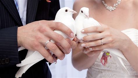 Frequently Asked Questions About Dove Release For Weddings In Surrey