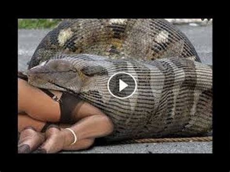 Giant Snake Eat Girl Real Or Fake Horrified To Realize Things In